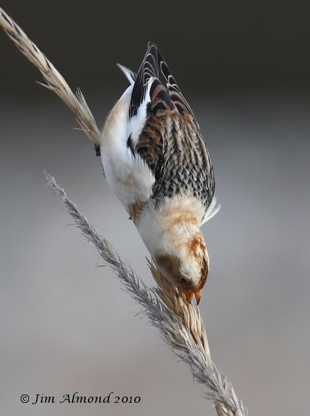 Snow Bunting female Kinmel Bay 21 2 10  IMG_6394